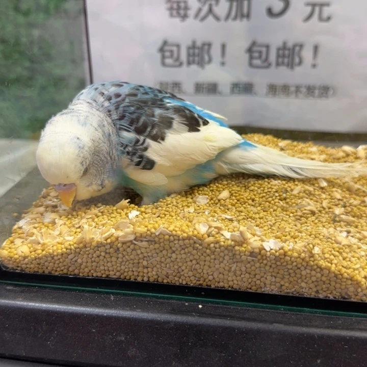 虎皮鹦鹉大头虎皮鹦鹉