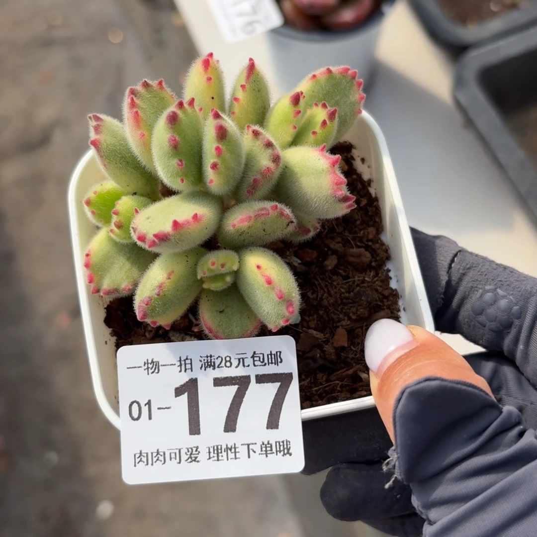 白熊无盆土发货无盆