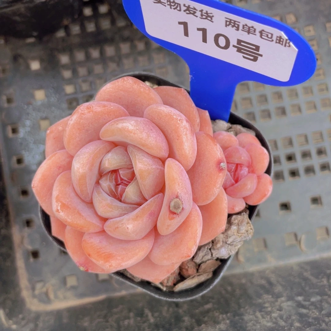 110号大白兔单头带仔一个