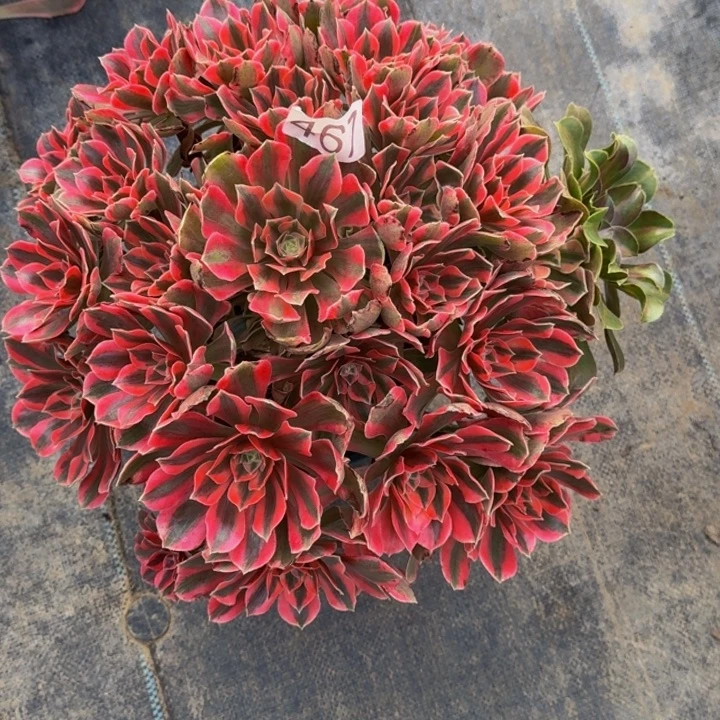 @***.000000000000461女妖