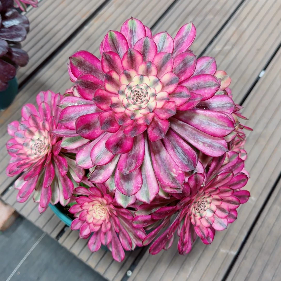 多肉植物发货发货