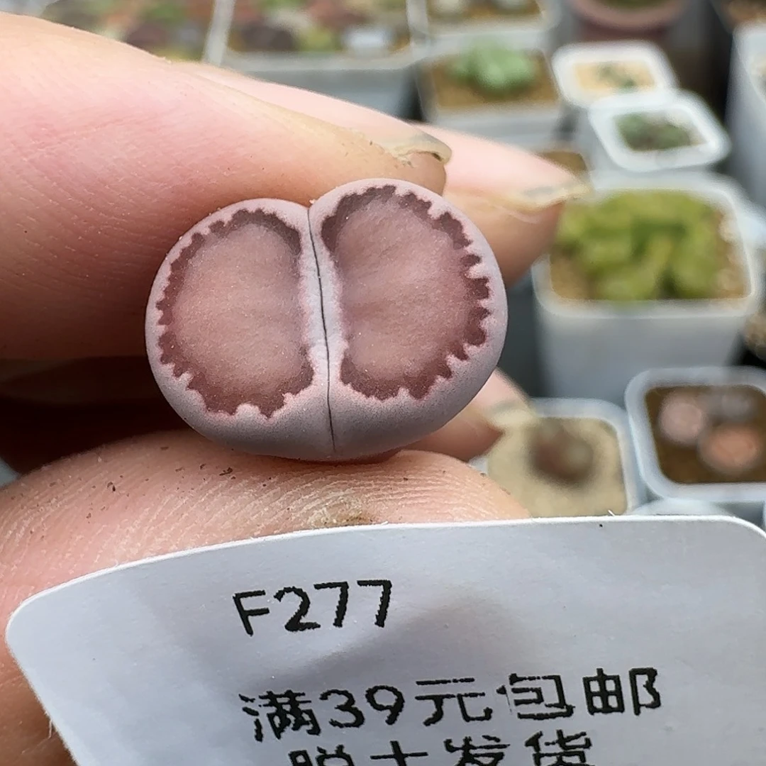 S***J277多肉哈哈哈哈哈哈哈哈