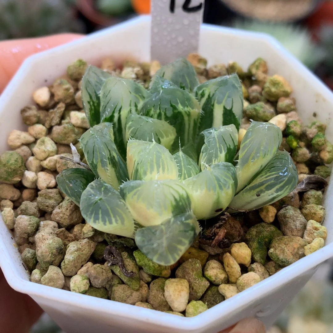 夏末玉露锦，带盆一起