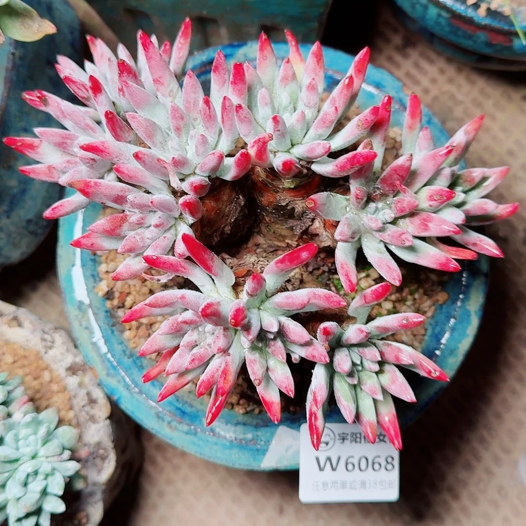 6068海瑟仙女杯多肉