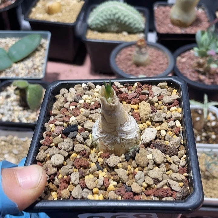 868产地GN弹簧草块根