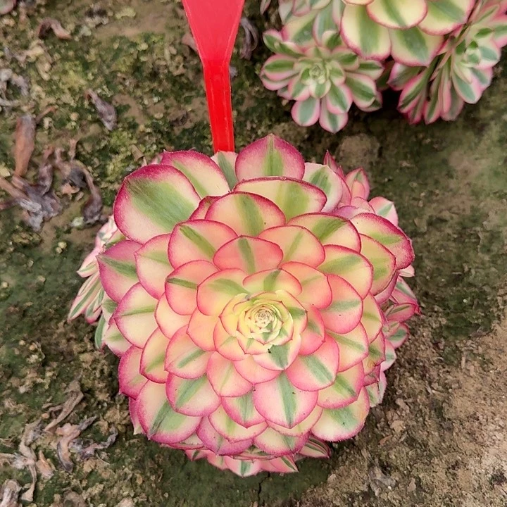 4-149荔枝多肉法师