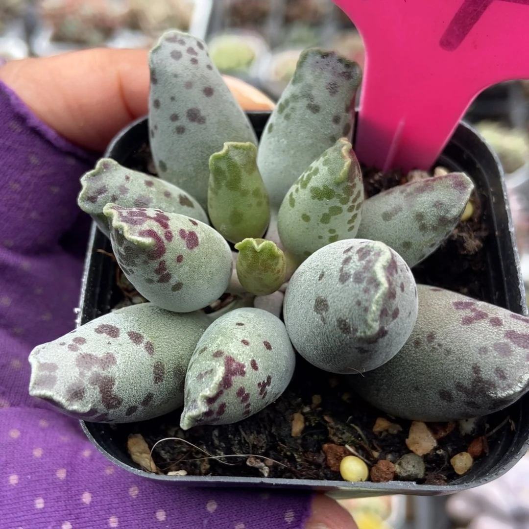 14海豹多肉植物多肉