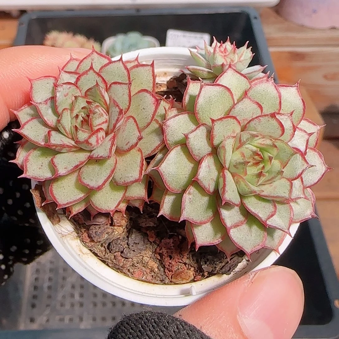 多肉1029--235吉连