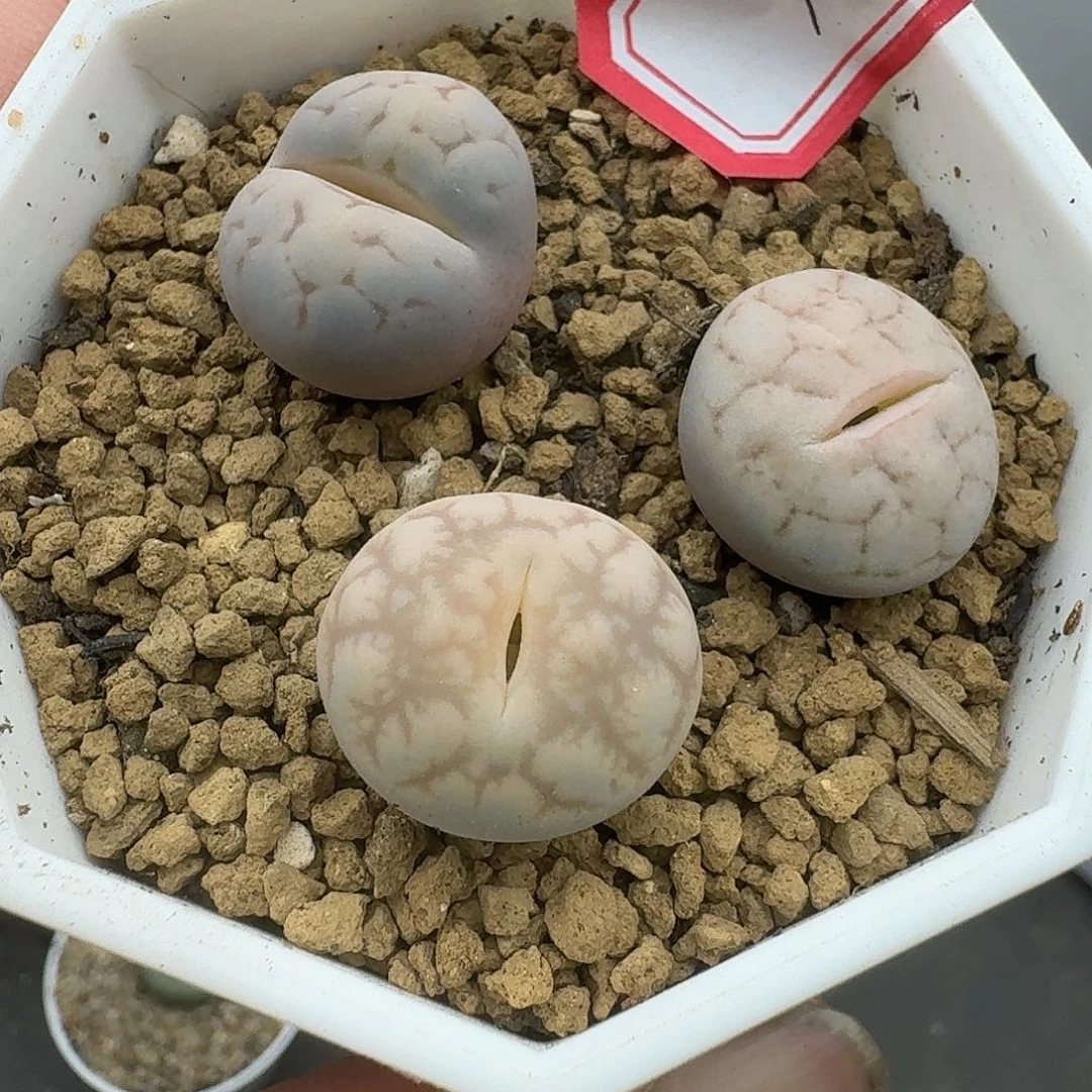 93多肉哈哈哈哈哈哈