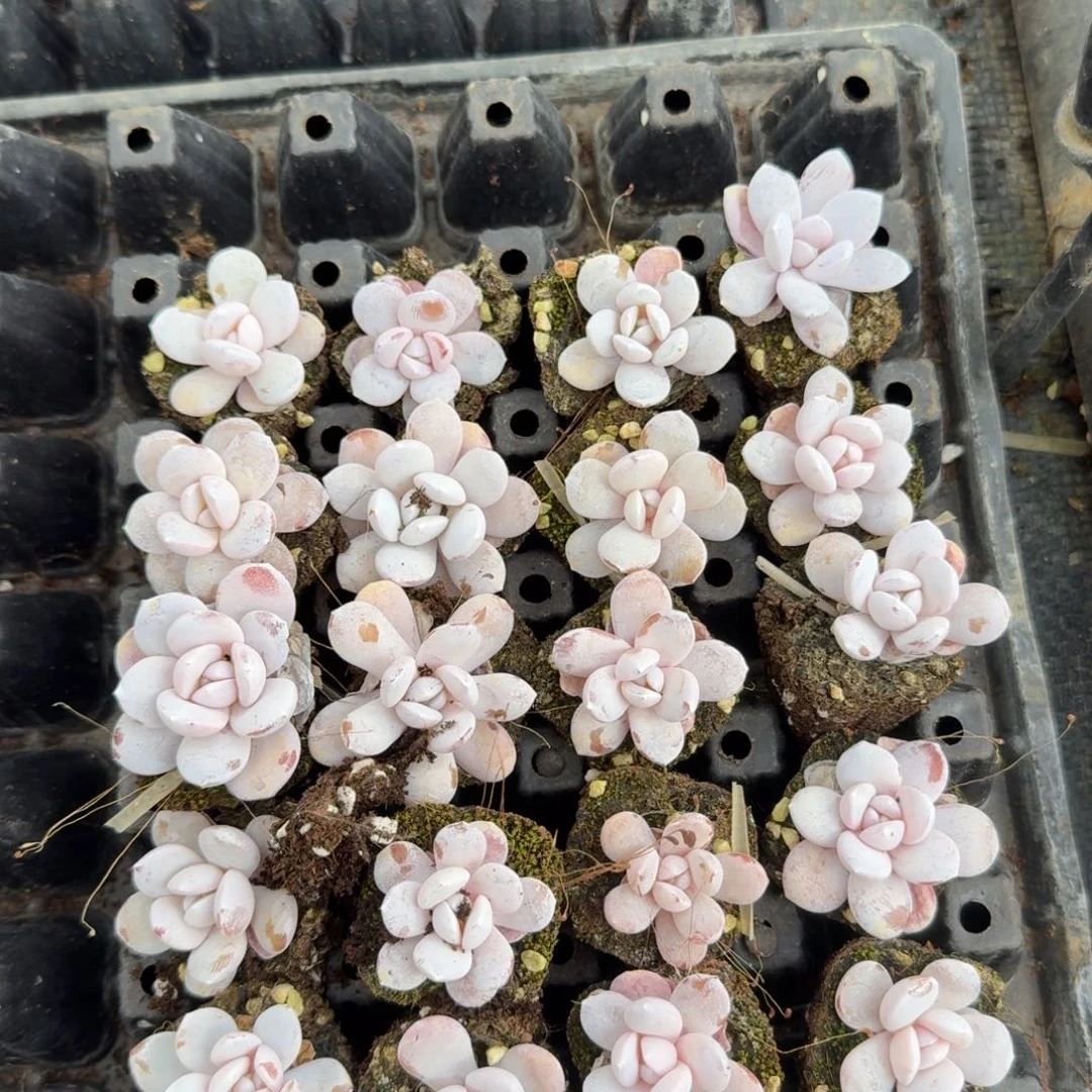 15-25雪莲二十颗量拍发货