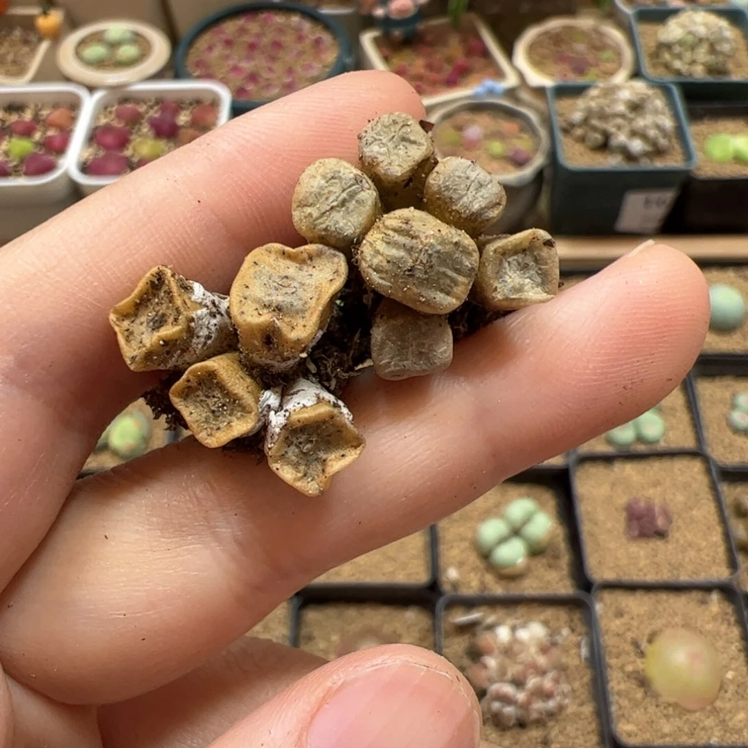 【闪购商品】4 开播福利