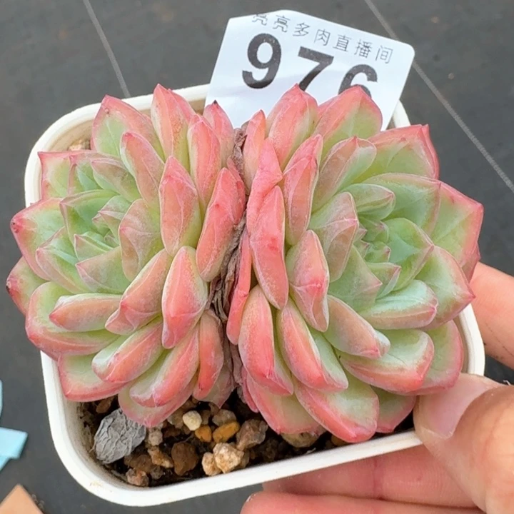 提拉米苏            多肉植物