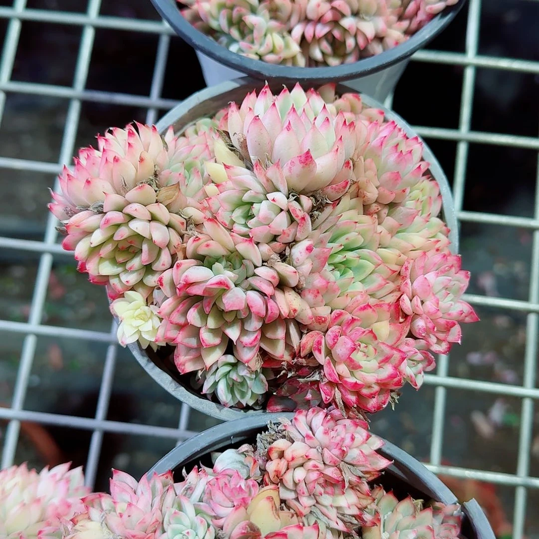 女雏锦多肉植物精品