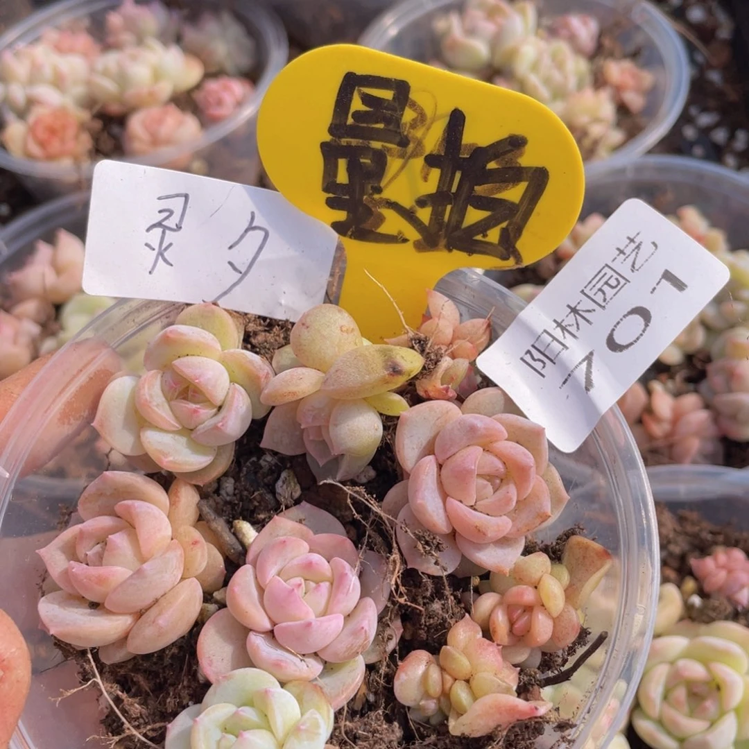 多肉植物多肉植物701