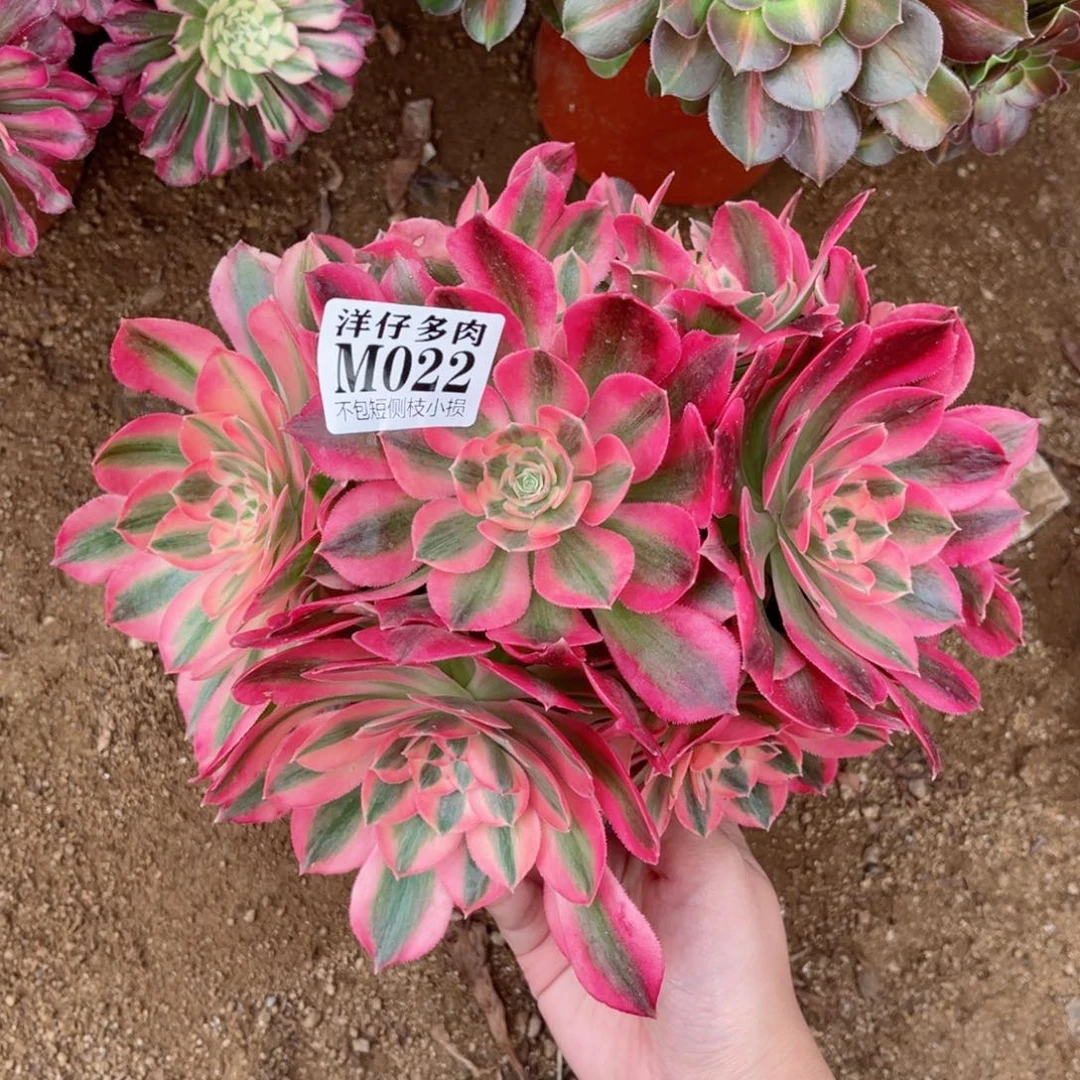 022粉女巫 冠幅20左右