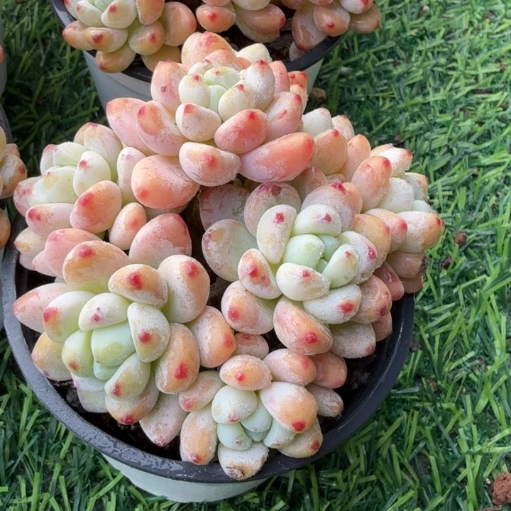 罗琦。