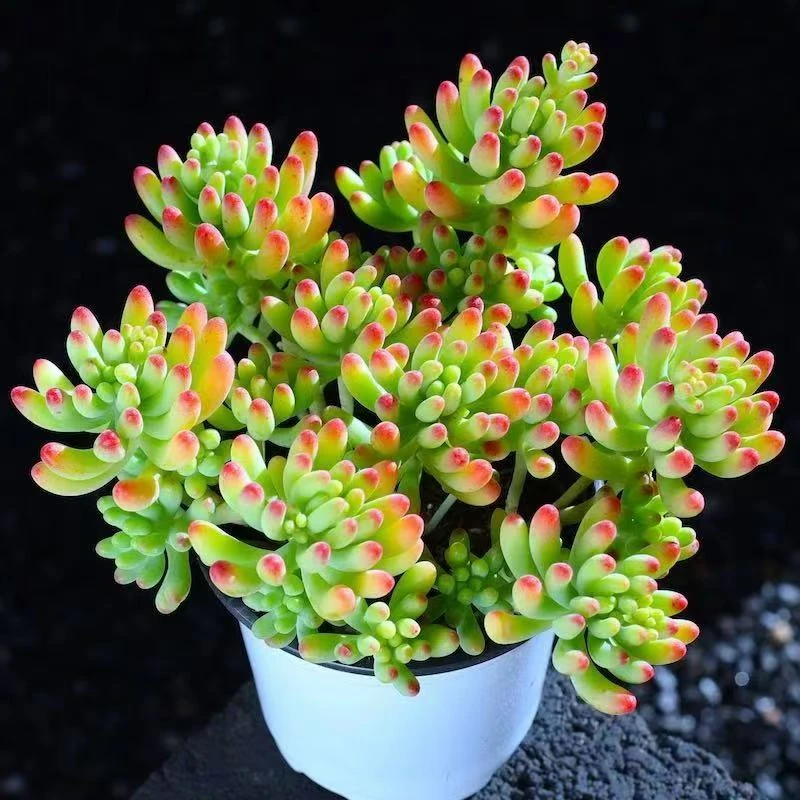 水晶葡萄带盆土新手好养多肉植物阳台庭院办公室好养活