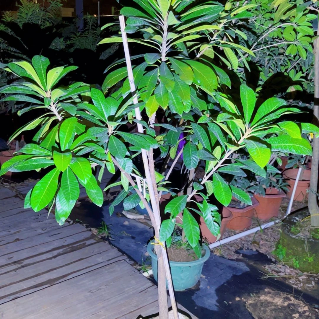 明***衣果苗。果苗。果苗6666