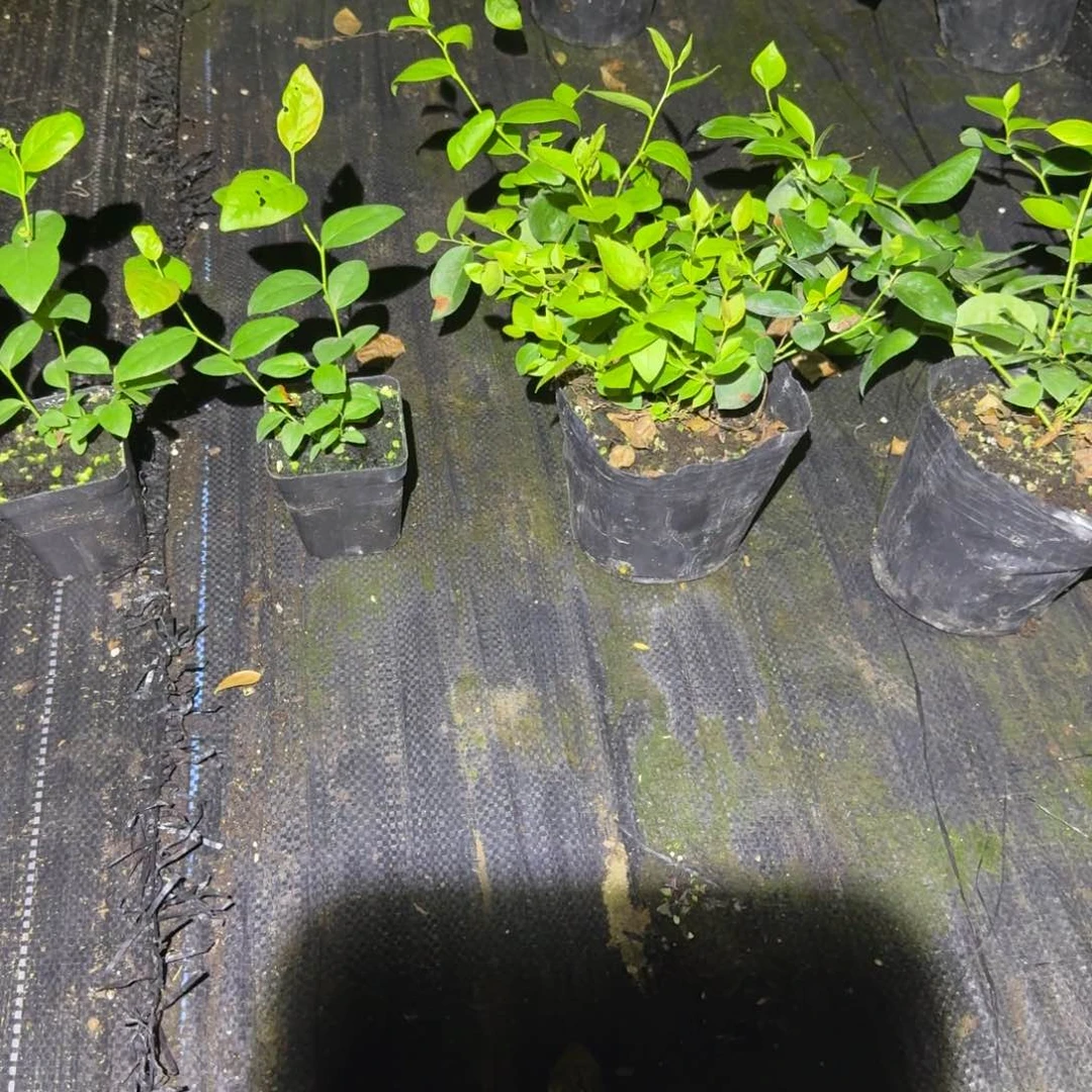 处理小钵两颗，送小杯f6两颗