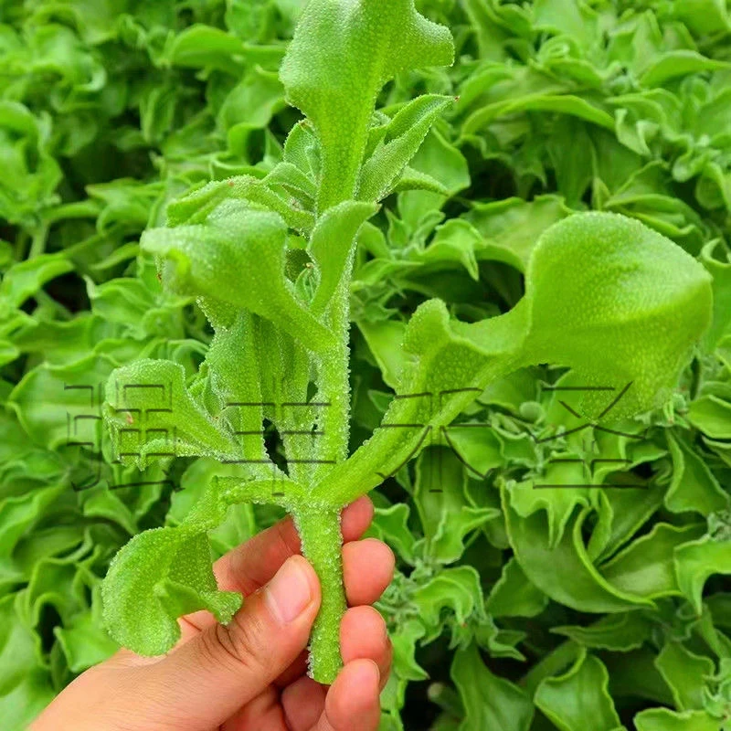【QF水晶冰菜种子】水晶冰菜阳台花盆可种冰菜种子简单四季庭院种植