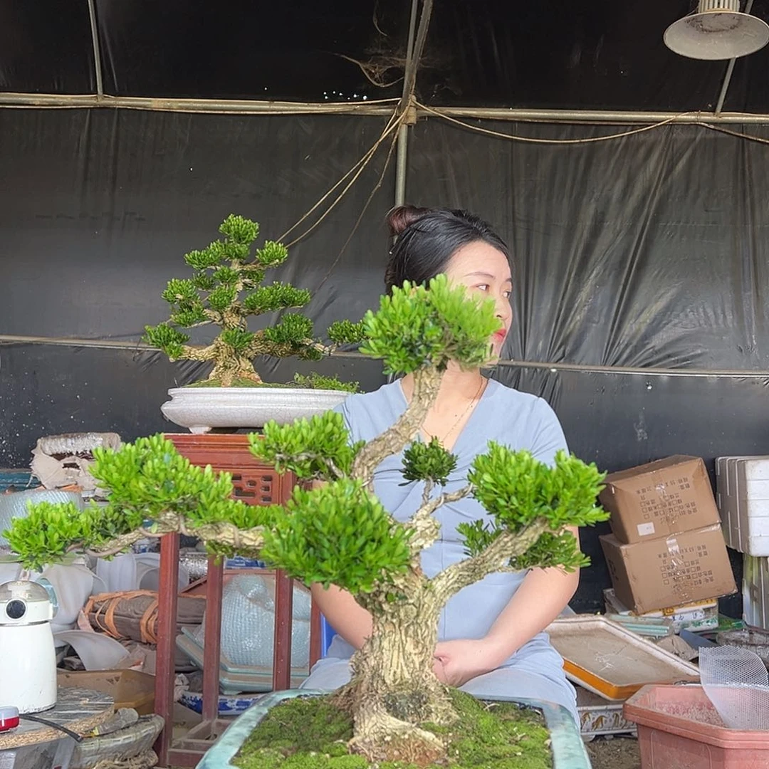 琉璃手工艺品黄杨盆景