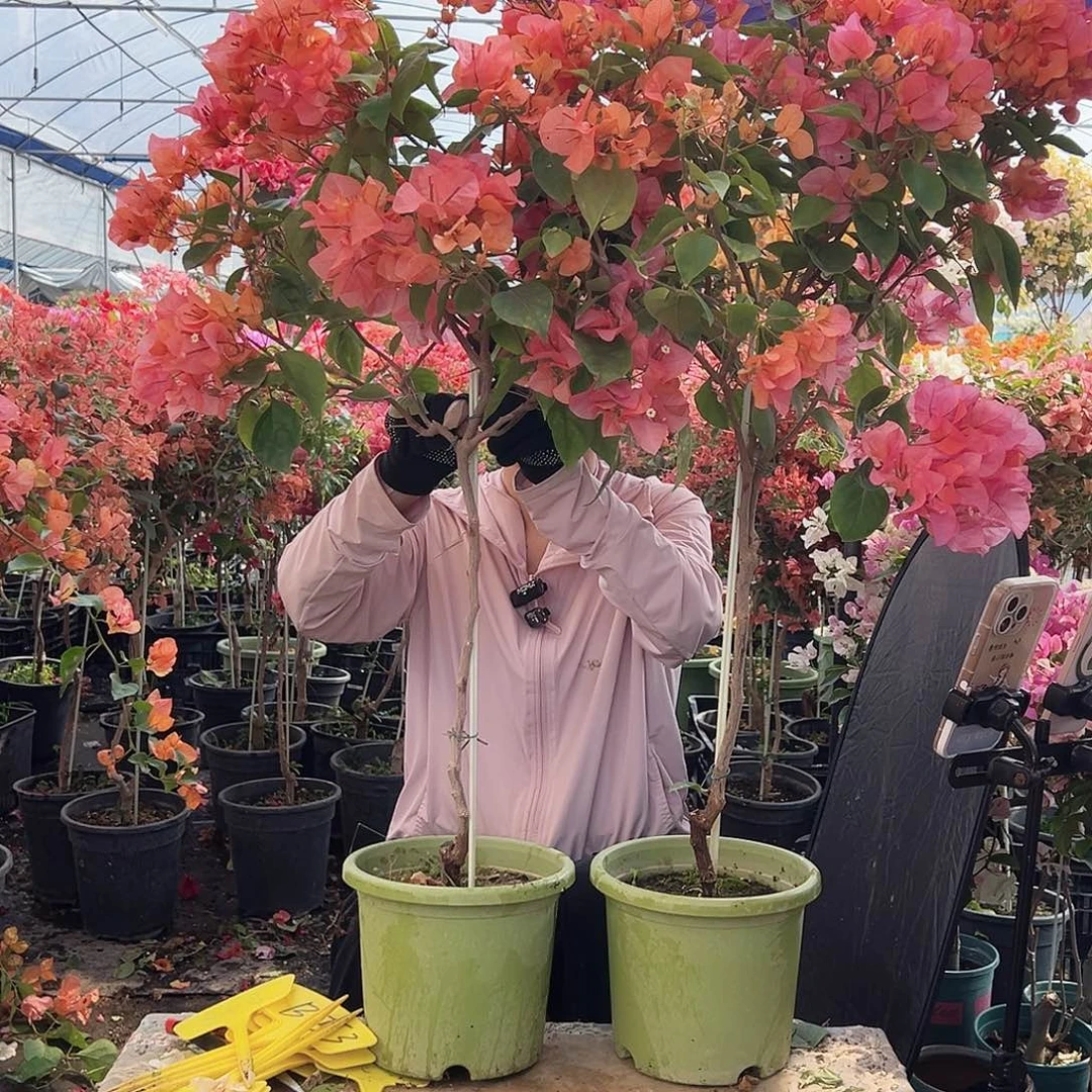 大部分花苞少量开放波妹棒棒糖一颗，绿盆