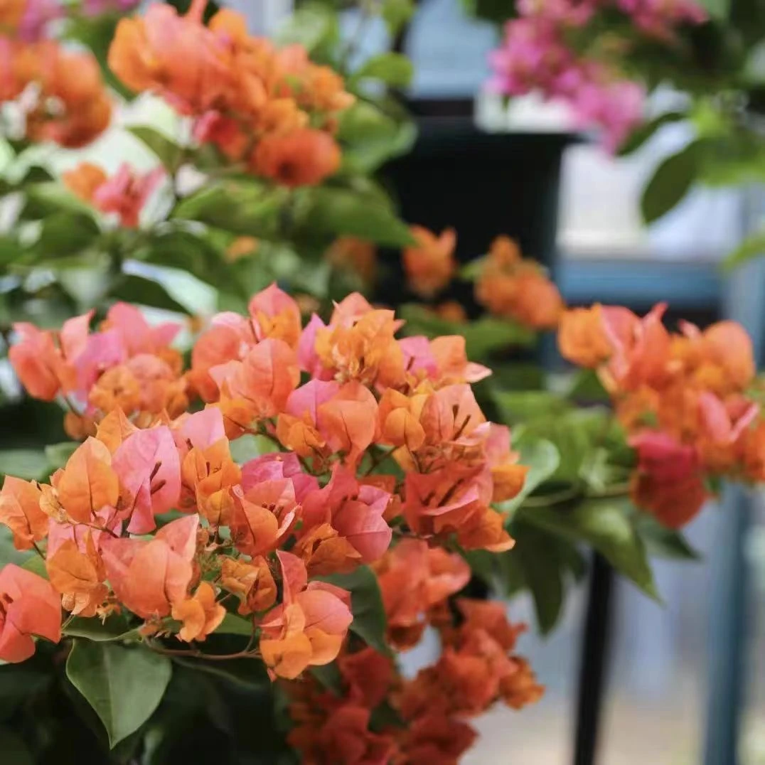 【绿叶橙】三角梅带花发货适合阳台庭院种植四季开花