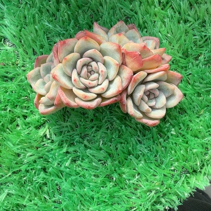 泡芙朵朵树精品包邮