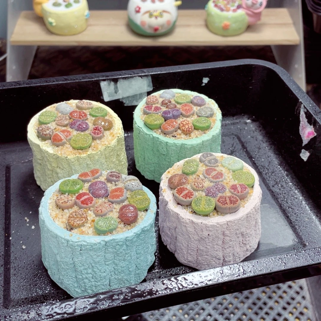 w6819 带盆土发货一物一拍