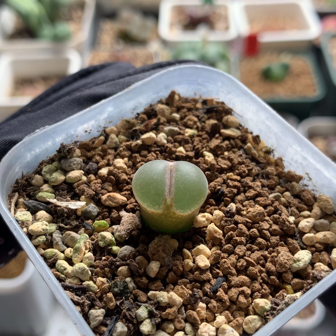 3005安格尼斯一颗