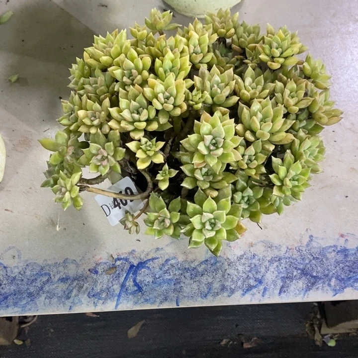假***…469璀璨多肉植物多肉