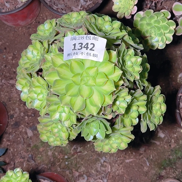 1342韶华多肉植物保护