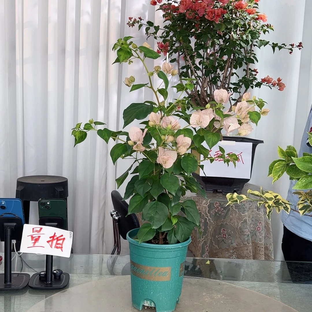 当前无花栽培后可以开花暗斑丽人带竹一棵