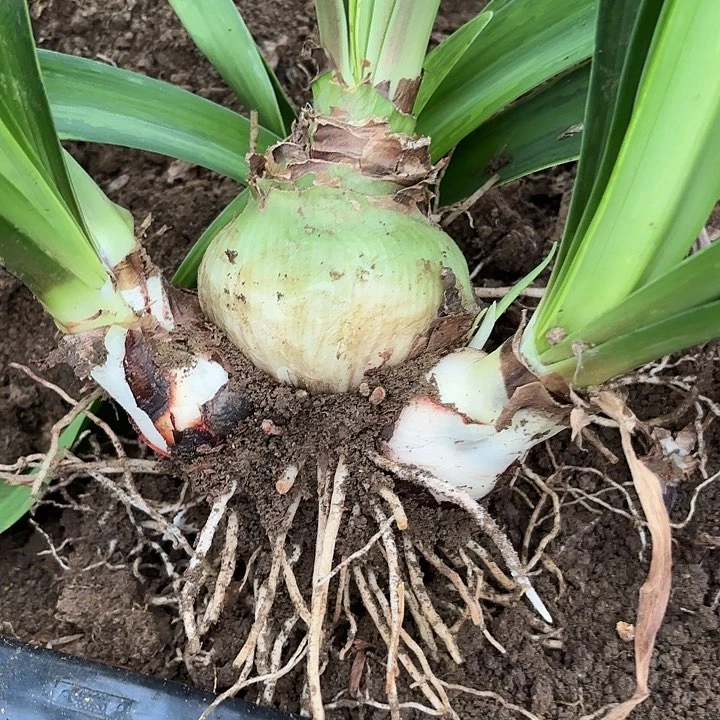 无花朵甜蜜有标包对版