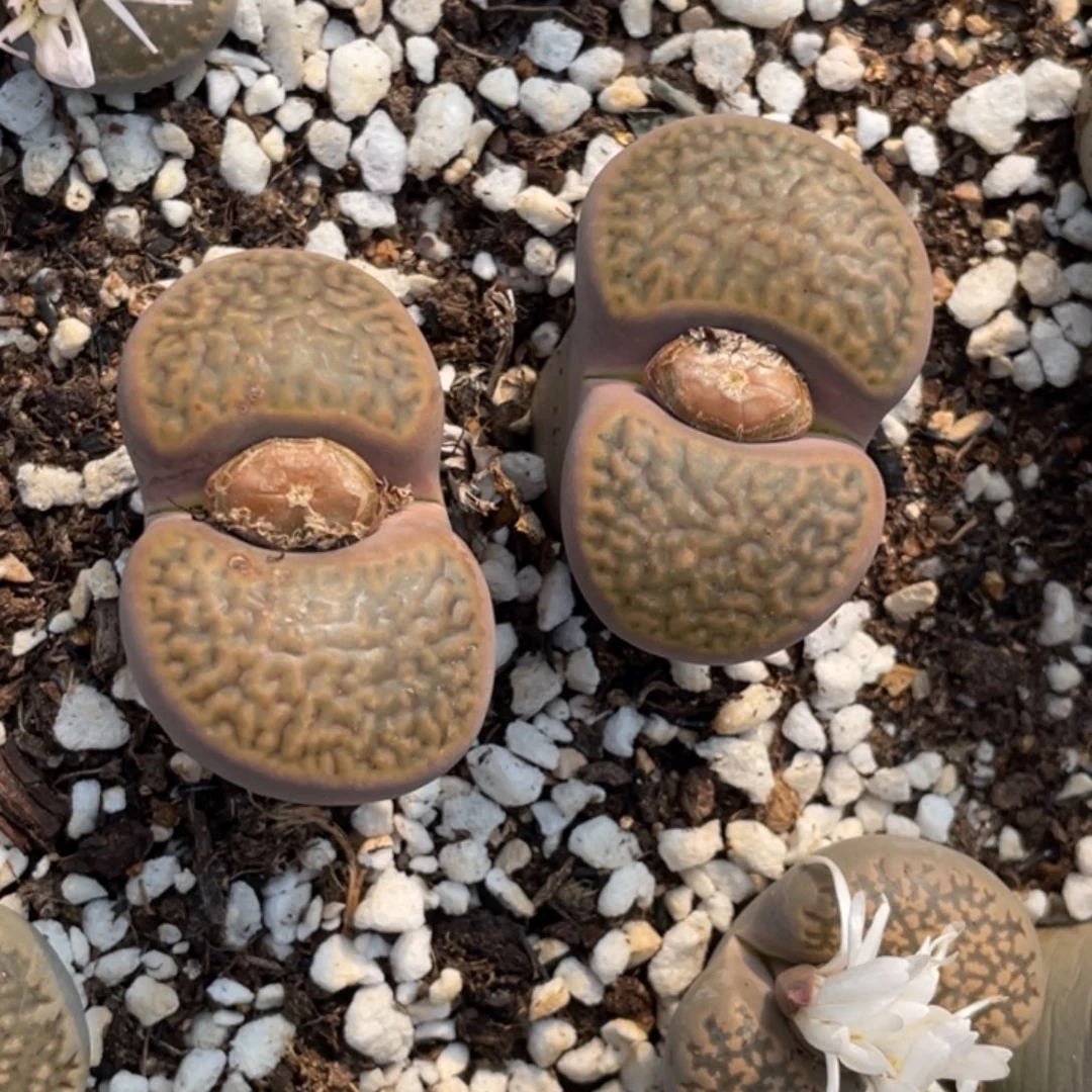 非偏远满20包邮260