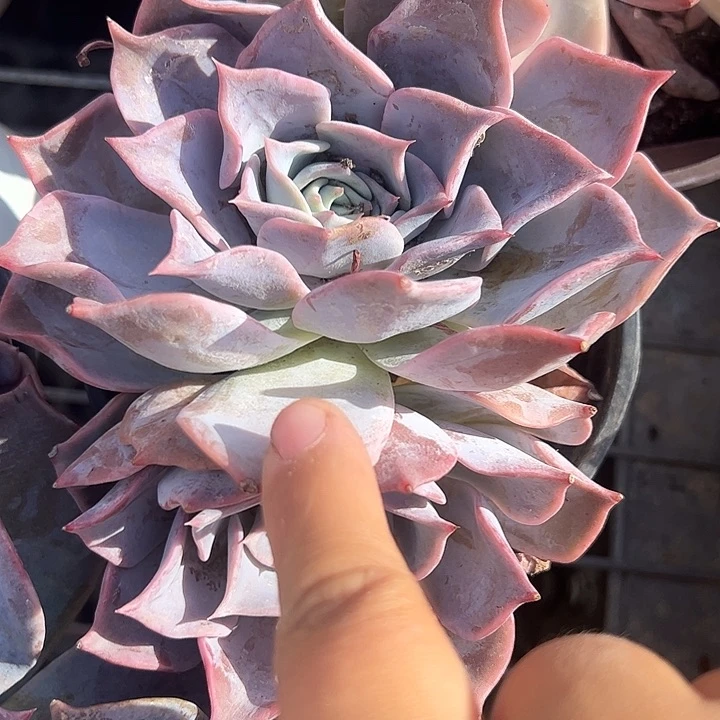 双头露西娜多肉植物精品