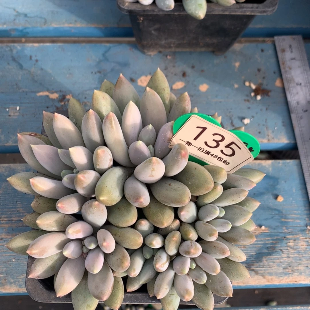 黄体哥特萝莉7头135