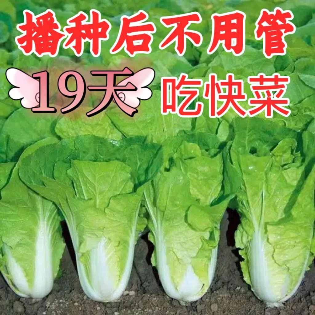 速生快菜四季奶油快菜简单易种蔬菜种子大全快速