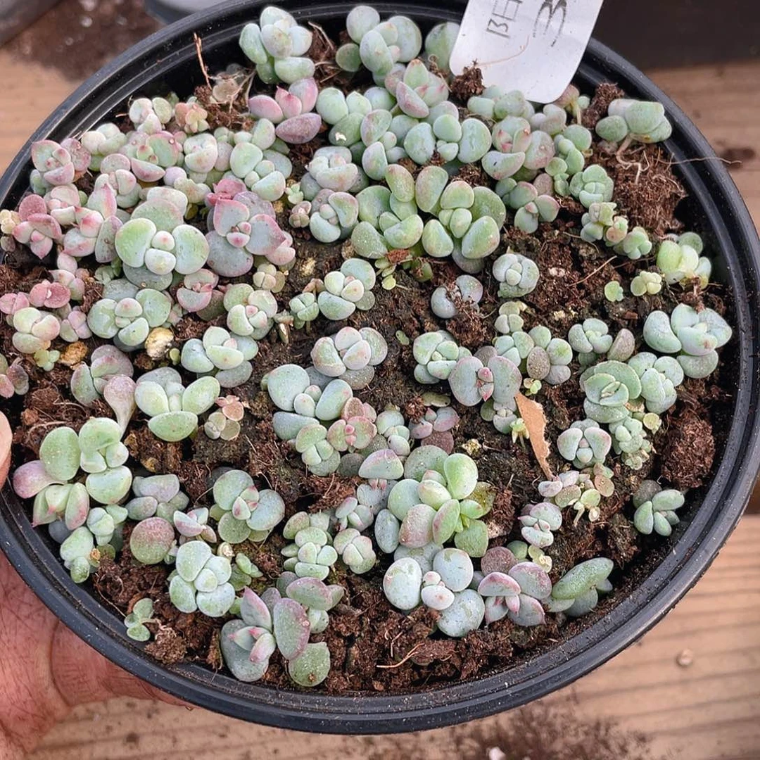 多肉植物多肉植物399