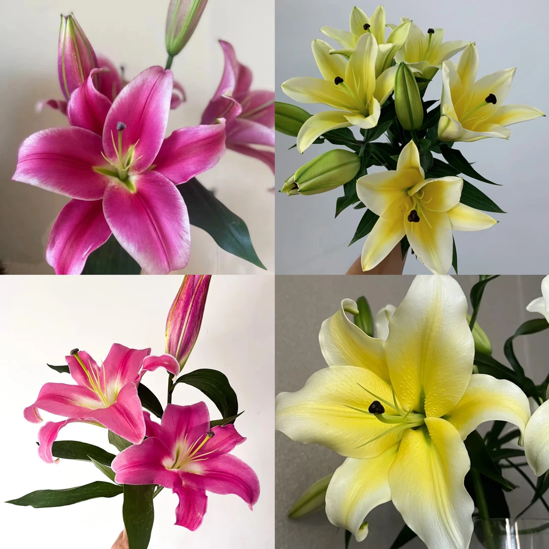 【春日来信】百合组合 两单以上包邮