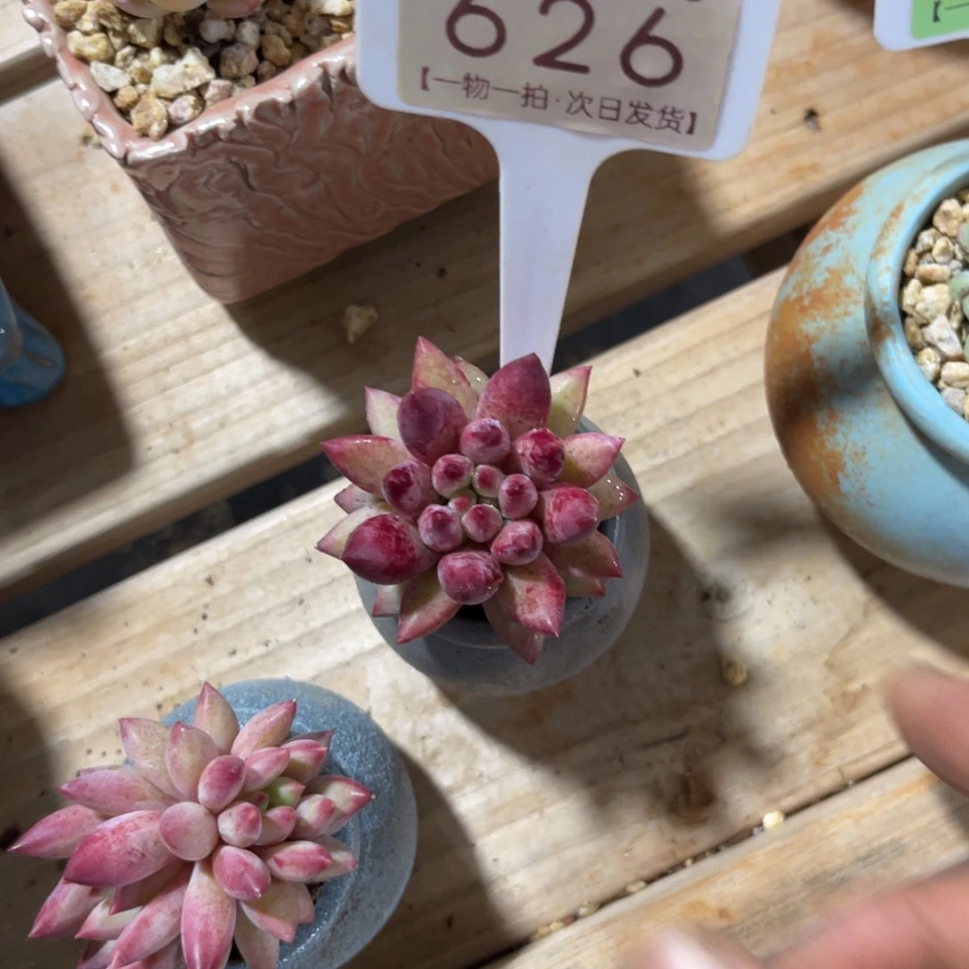 *****云尘多肉一物一拍626不含盆