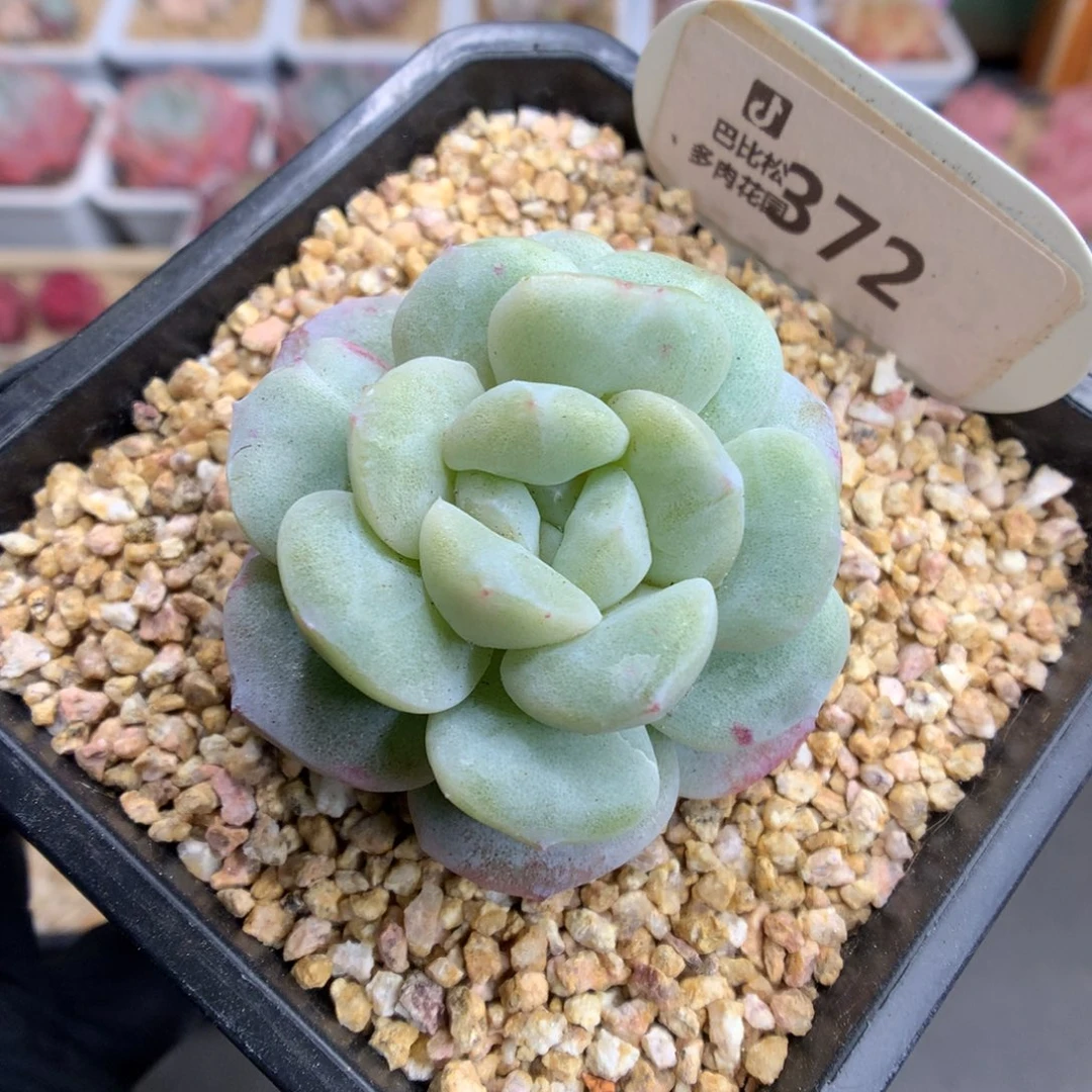 泡**.372 黄心冰玉石化