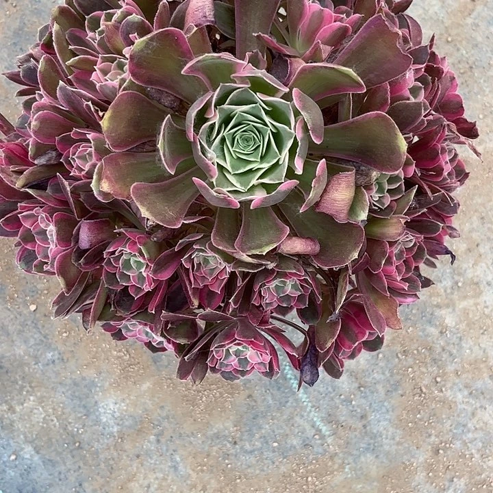 多肉植物男神锦，