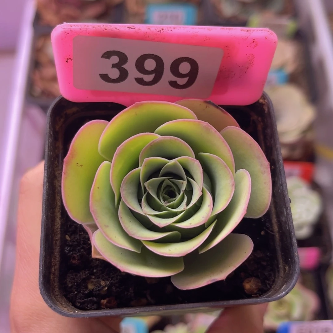 鹿啦啦玫瑰一物一拍399