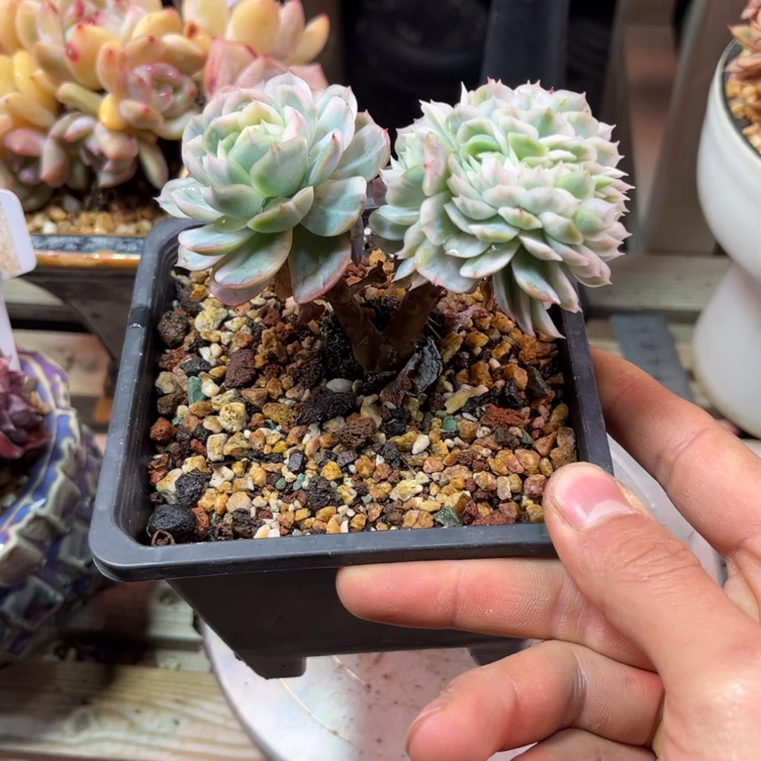 瑶台仙子锦缀diyajujuni