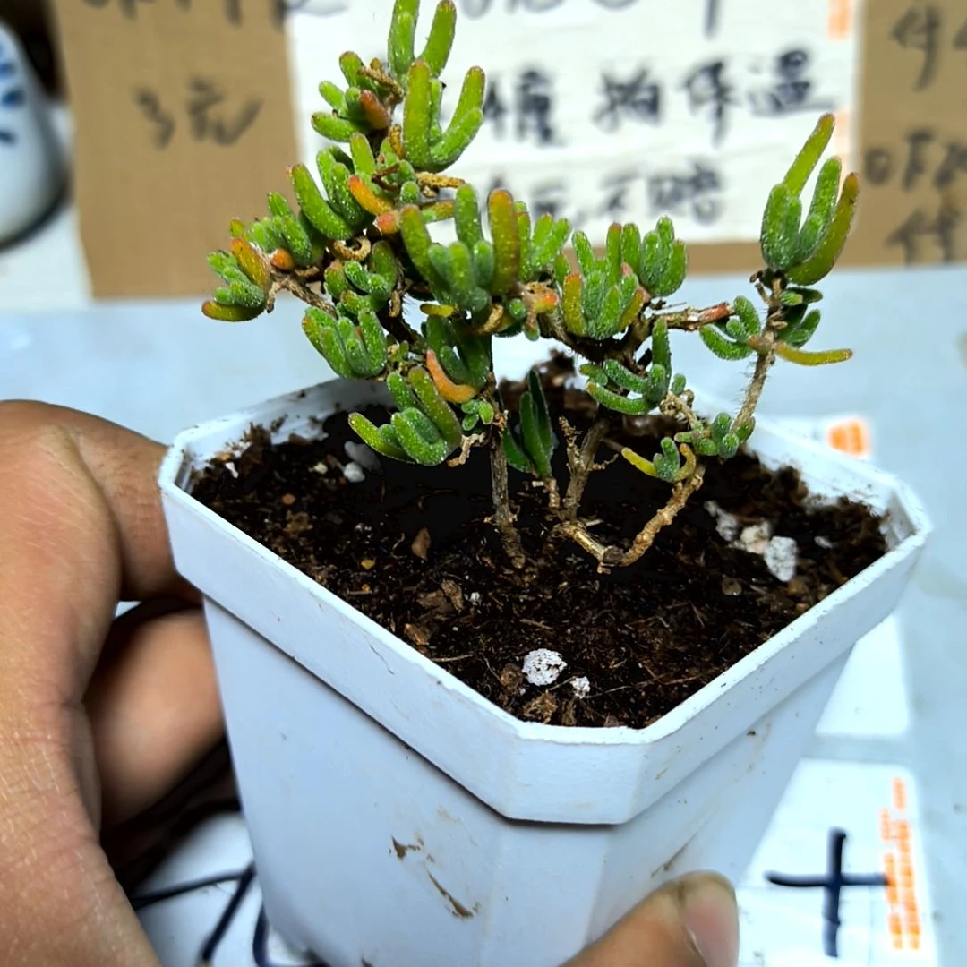 满6元包邮，红宝石枝干老庄方盆