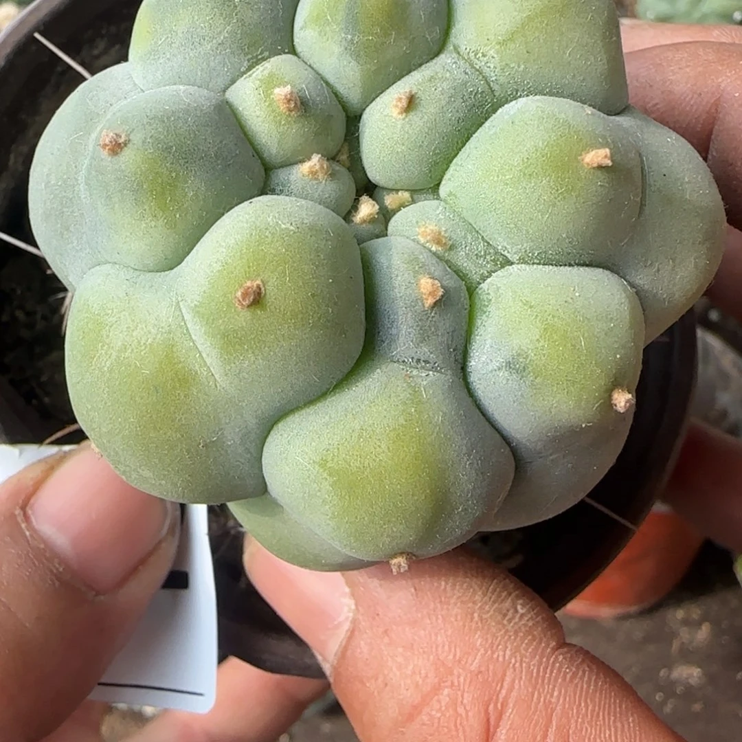 【闪购商品】仲永白肌锦842