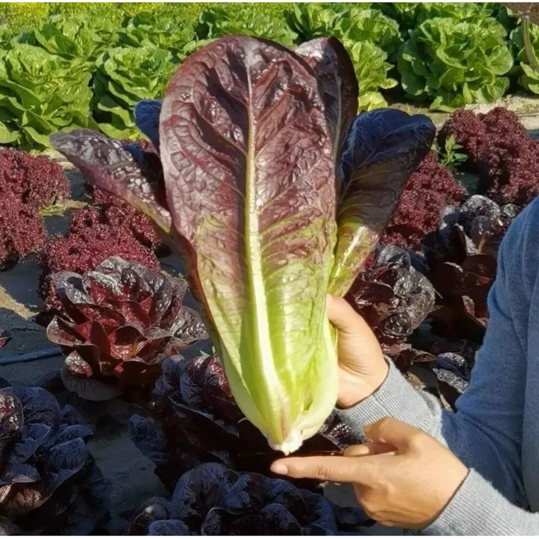 【紫色孔雀菜种子】四季种植盆栽地栽阳台小院种植