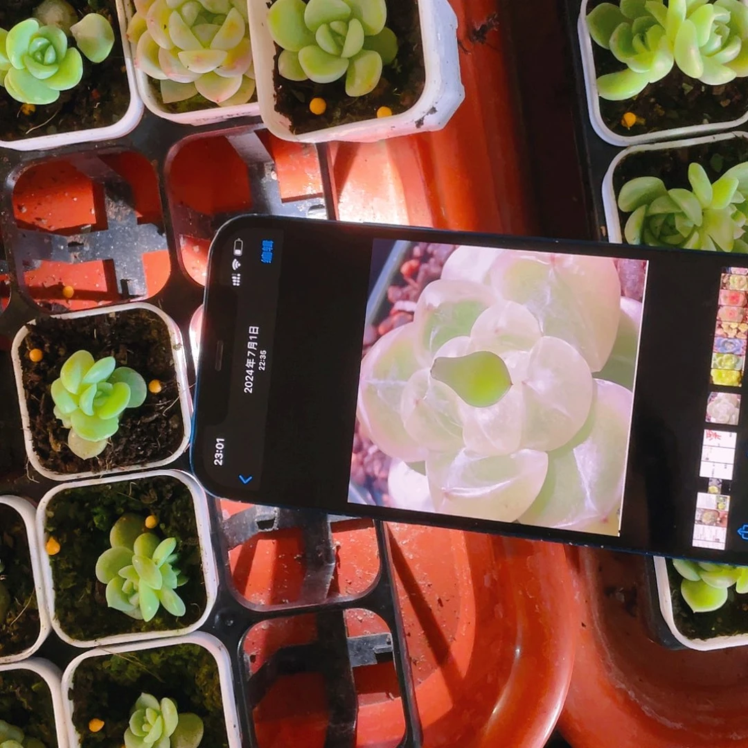 钻石珍妮4号叶子一片一个满25包邮