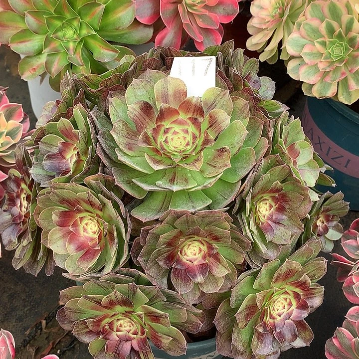 117.墨染多肉植物